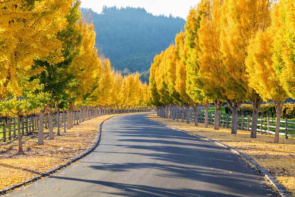 Yellow Ginkgo trees on road lane in Napa Valley, California