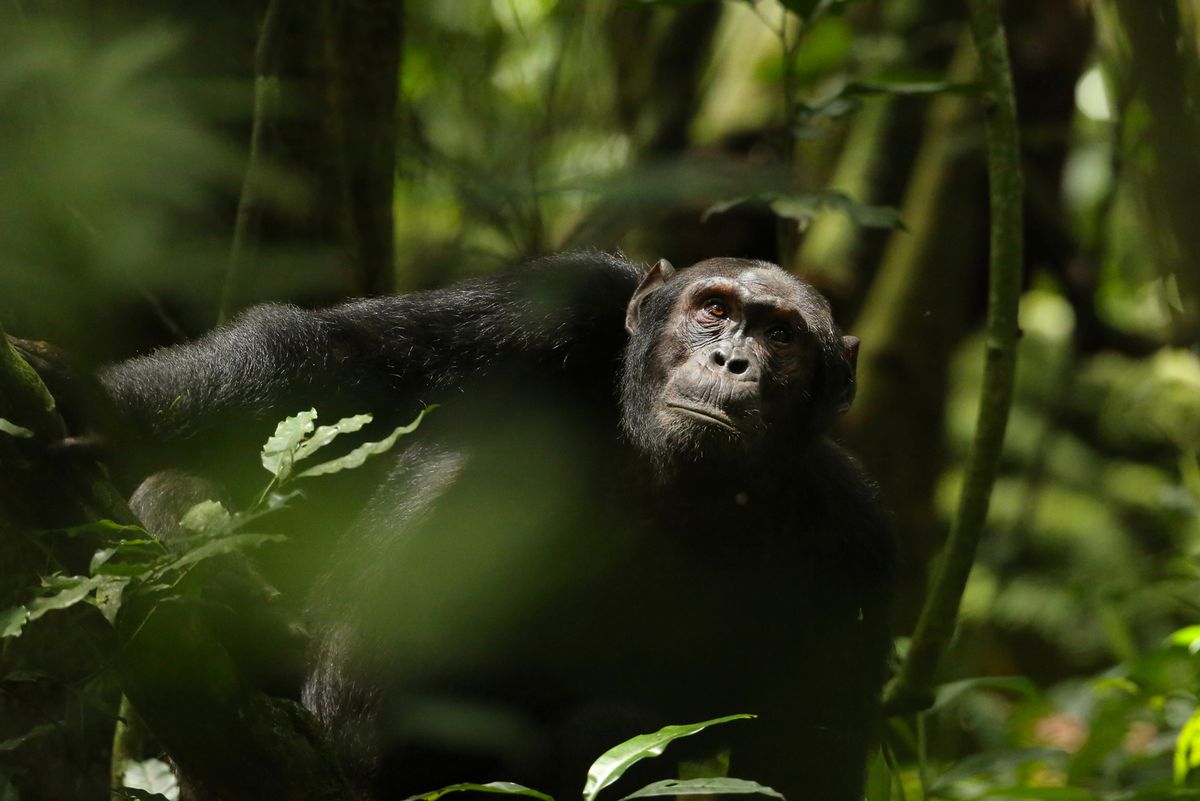 Chimpanzee looking up a tree - Kibale Forest, Uganda