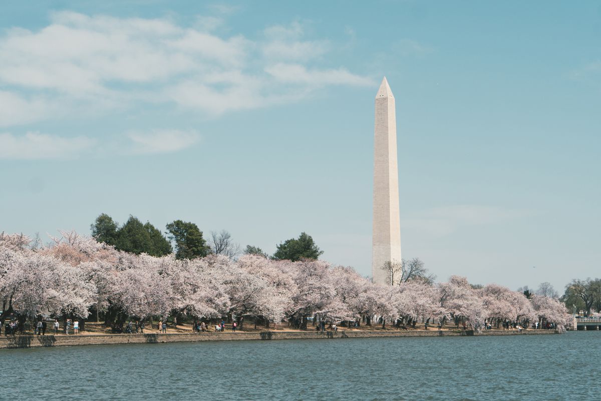 Cherry Blossoms the Washington Monument in Washington DC