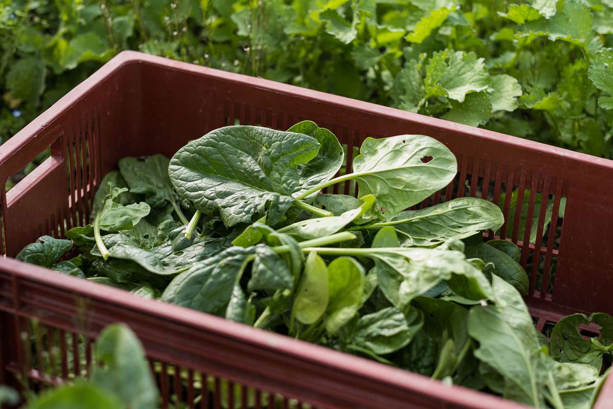 a basket of spinach leaves