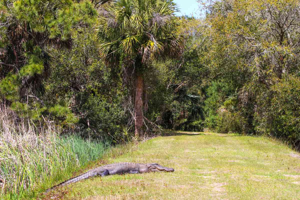 Grown wild American alligator on a bank, Cape Romain National Wildlife Refuge, Bulls Island, SC.