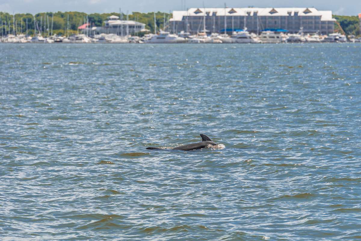 Dolphin in Cooper River, South Carolina