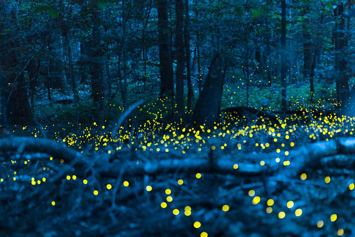 Synchronized Fireflies glowing in the dark at Congaree National Park