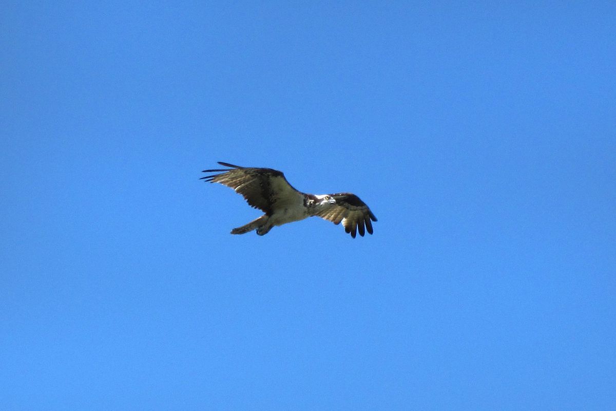 Hawkwatch at Caesars Head State Park.