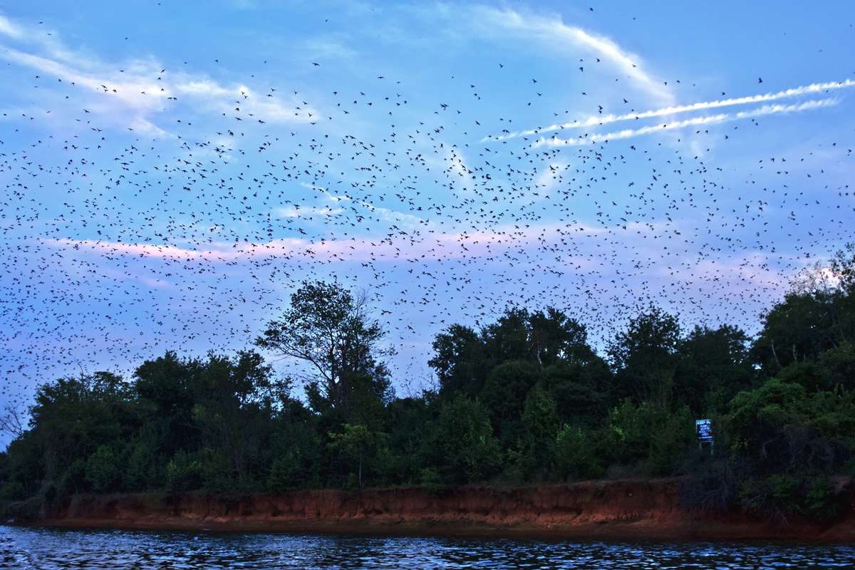 Purple Martins at sunset in Capital City Lake Murray Country