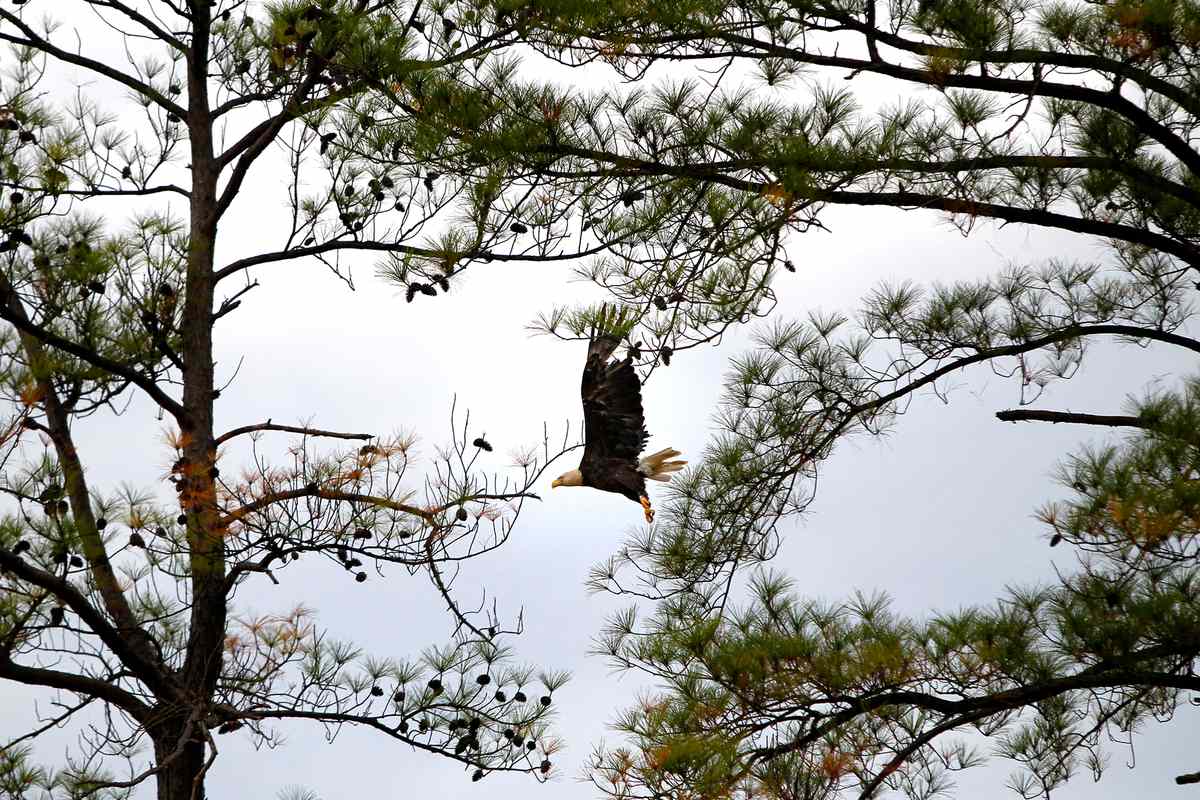 A bald eagle that received care at the Carolina Raptor Center after an injury was released with assistance from Riverbanks Zoo