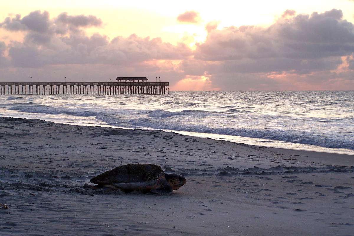 Loggerhead sea turtle on her way back to the ocean after a night of laying eggs at Myrtle Beach State Park.