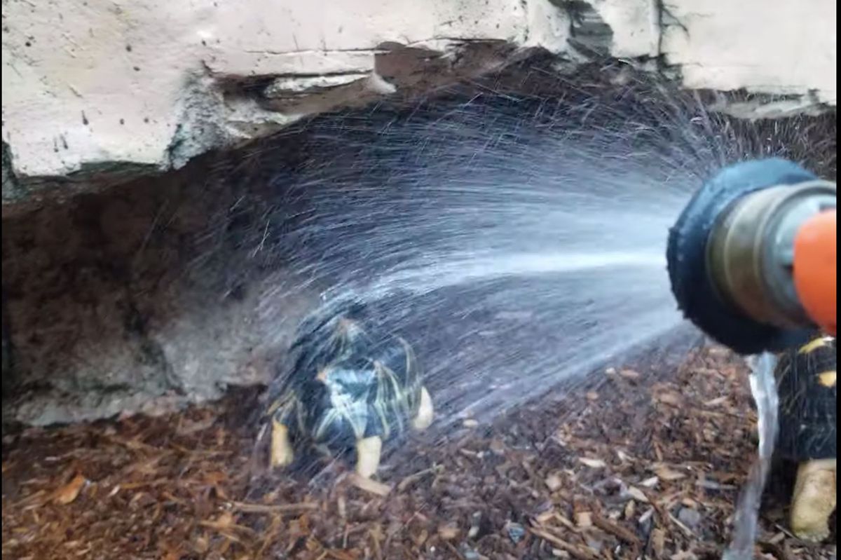 tortoise being sprayed with water