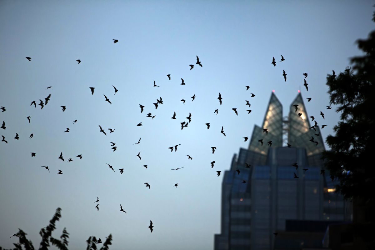 Flock of bats flying in downtown Austin,Texas
