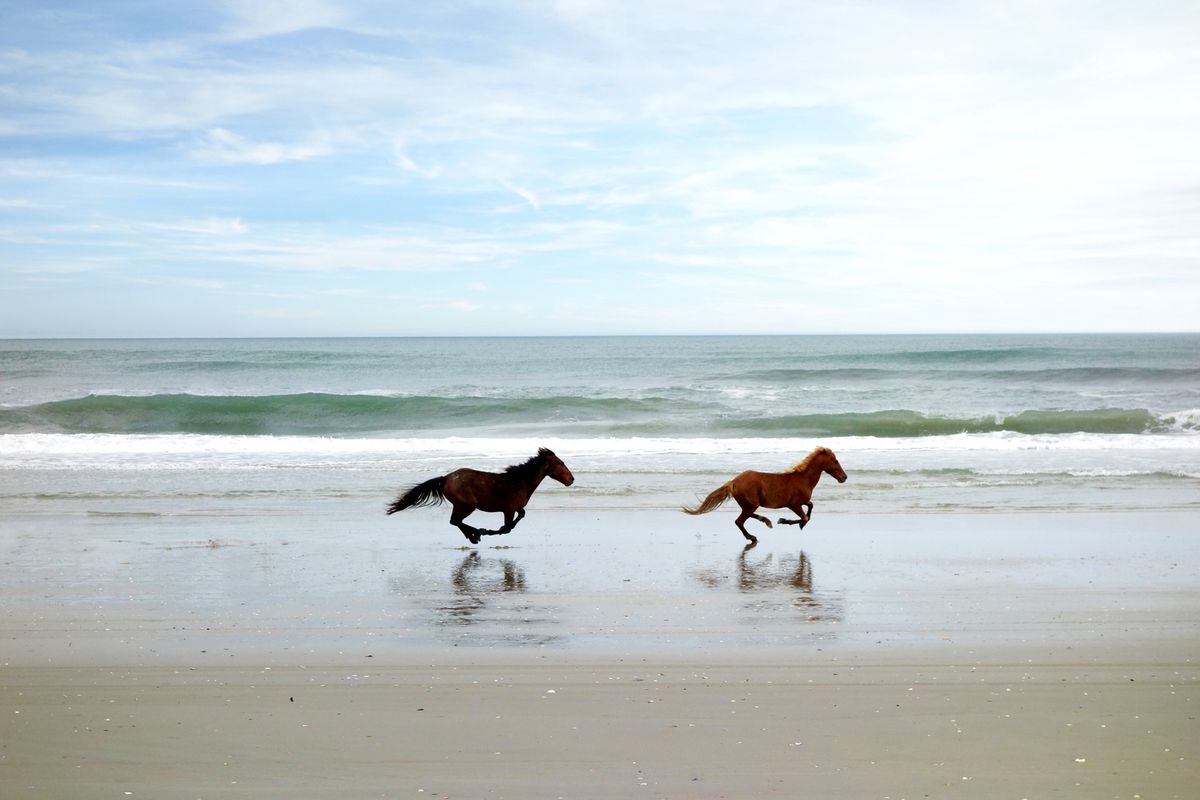 Two wild horses on the beach in Corolla on North Carolina Outer Banks