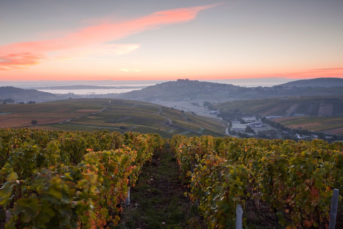 The vineyards of Sancerre during autumn. The area is on the fringes of the Loire Valley which has been protected by UNESCO.