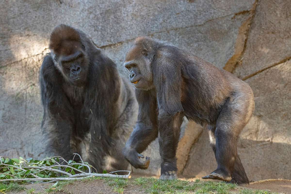 gorillas at San Diego Zoo