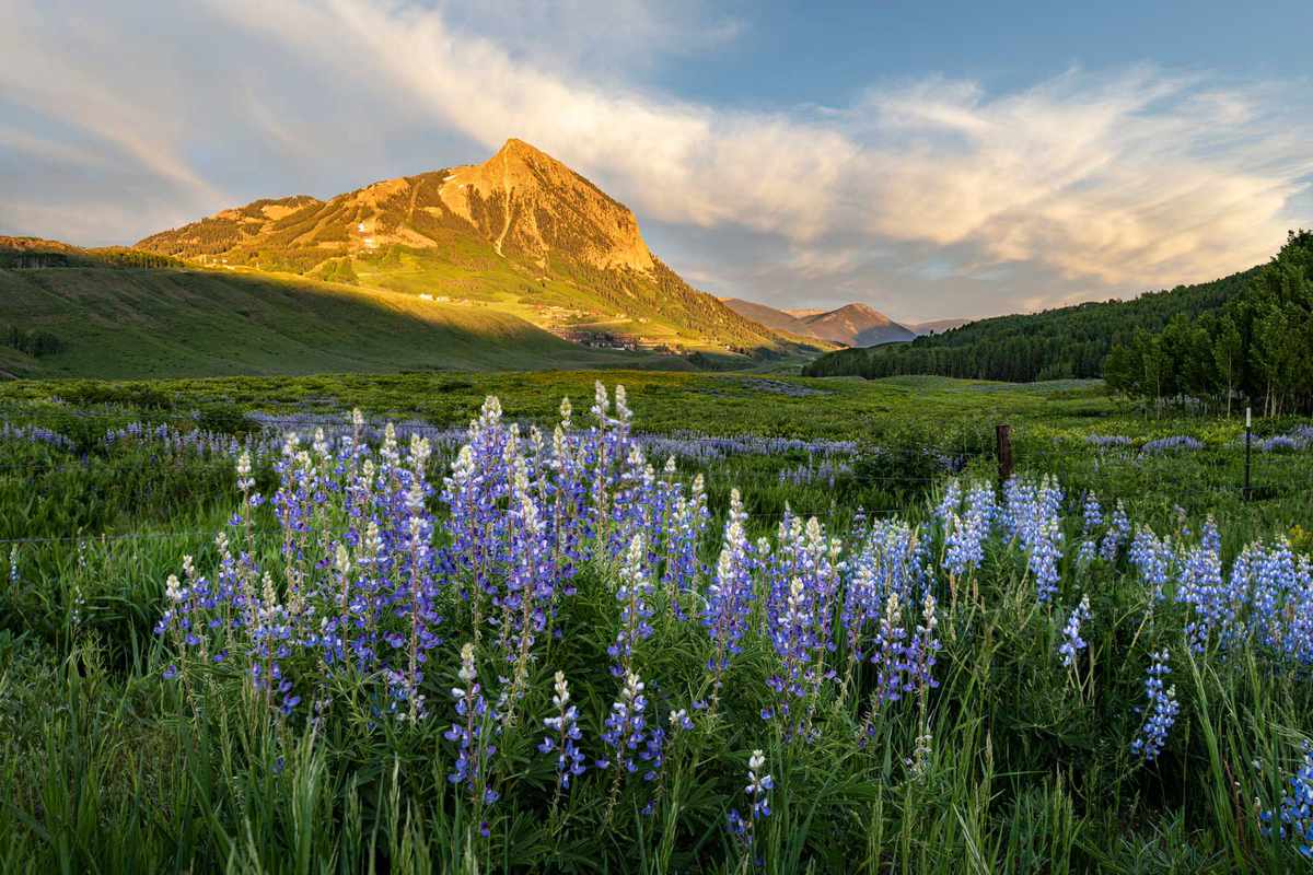 A field of lupines in the foreground and Crested Butte Mountain in the background lit up by the sun rise
