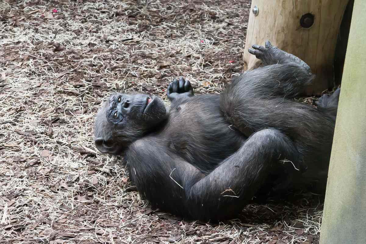 close-up of chimpanzee laying down on a playdate