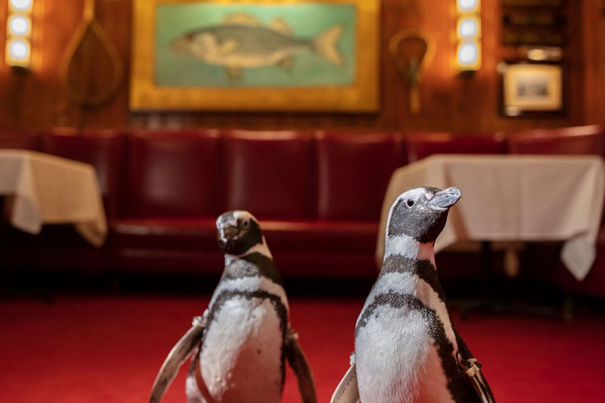 penguins explore a restaurant dining room