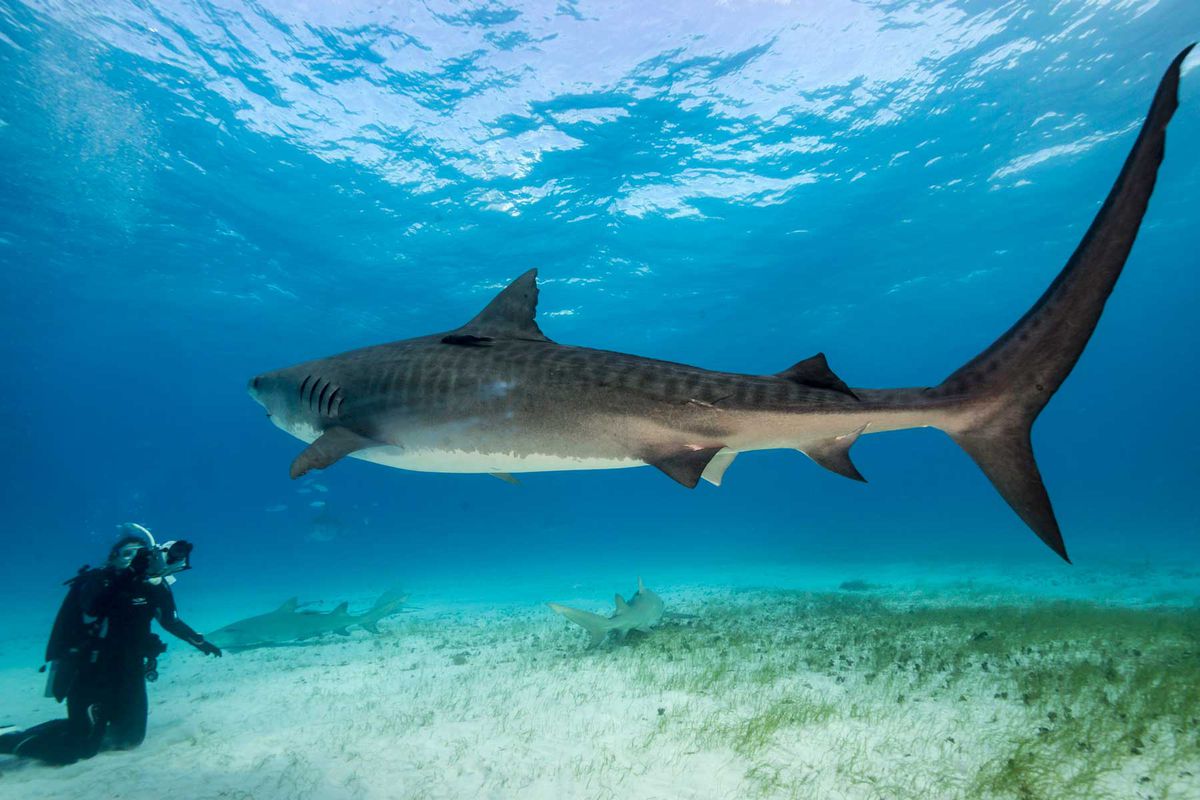 Diver films a large tiger shark at the dive site "Tiger Beach" on Grand Bahama Island. These sharks frequent a shallow sandy area with sea grass known as Tiger beach.