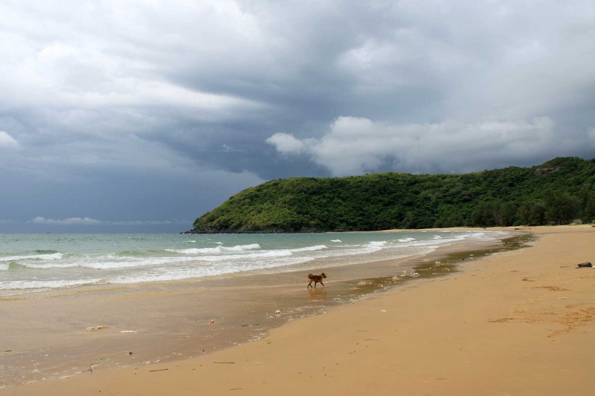 Small dog runs along Dam trau Beach, Con Dao Island, Vietnam on a cloudy day