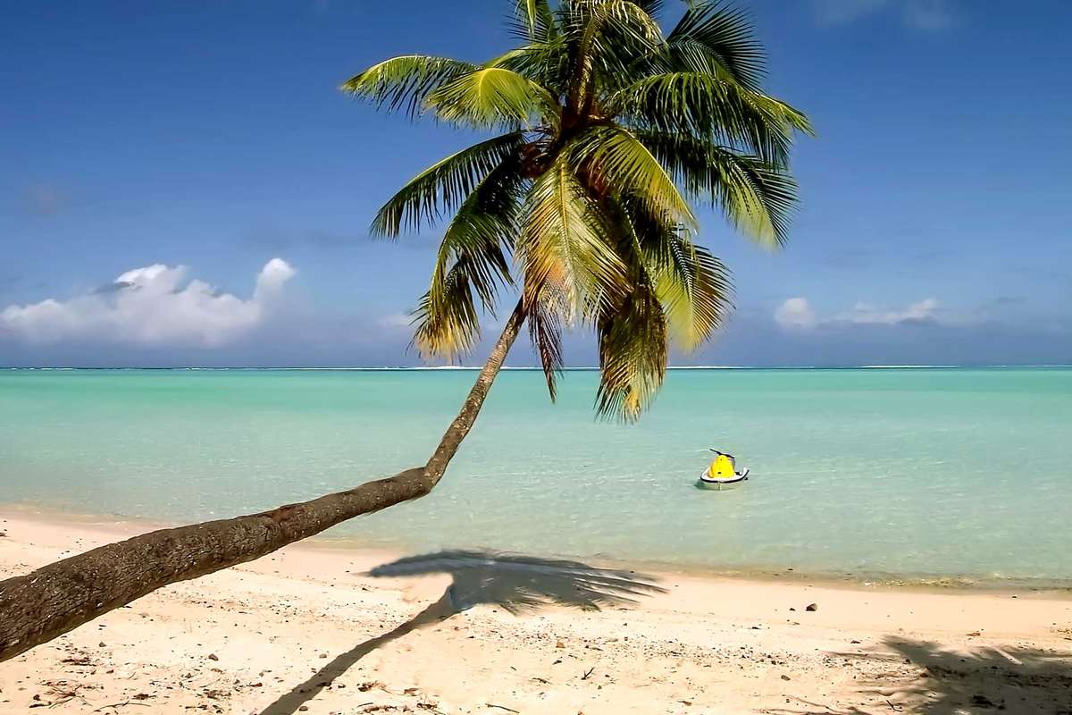 Bent palm tree on Matira beach, Bora Bora.