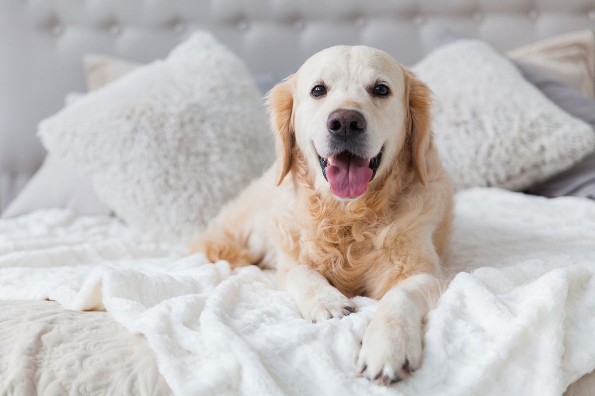 Happy smiling golden retriever dog in luxurious bright bedroom on king-size bed