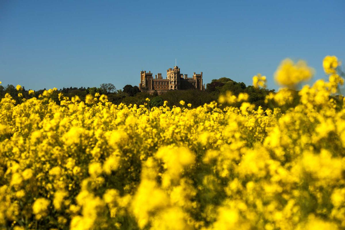 Rapeseed fields in front of Belvoir Castle, Leicestershire, UK