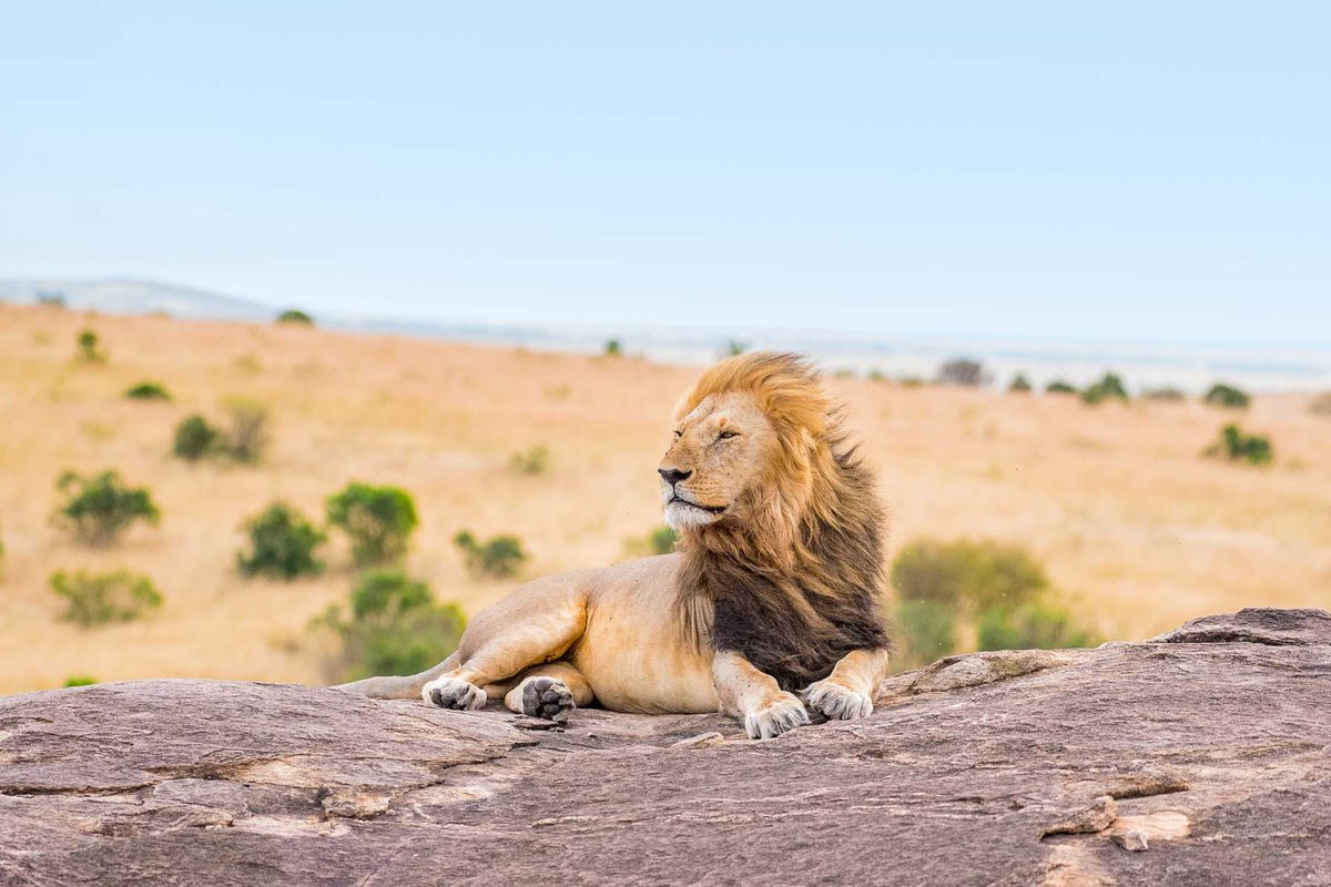 A lion seen on a rock in Kenya on safari