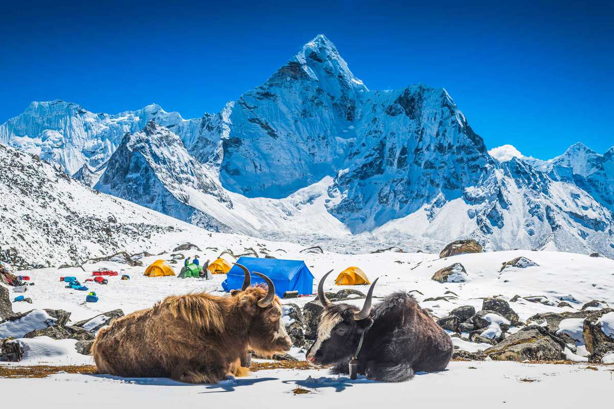 Yaks at Himalayan high camp below snowy mountain peaks Nepal