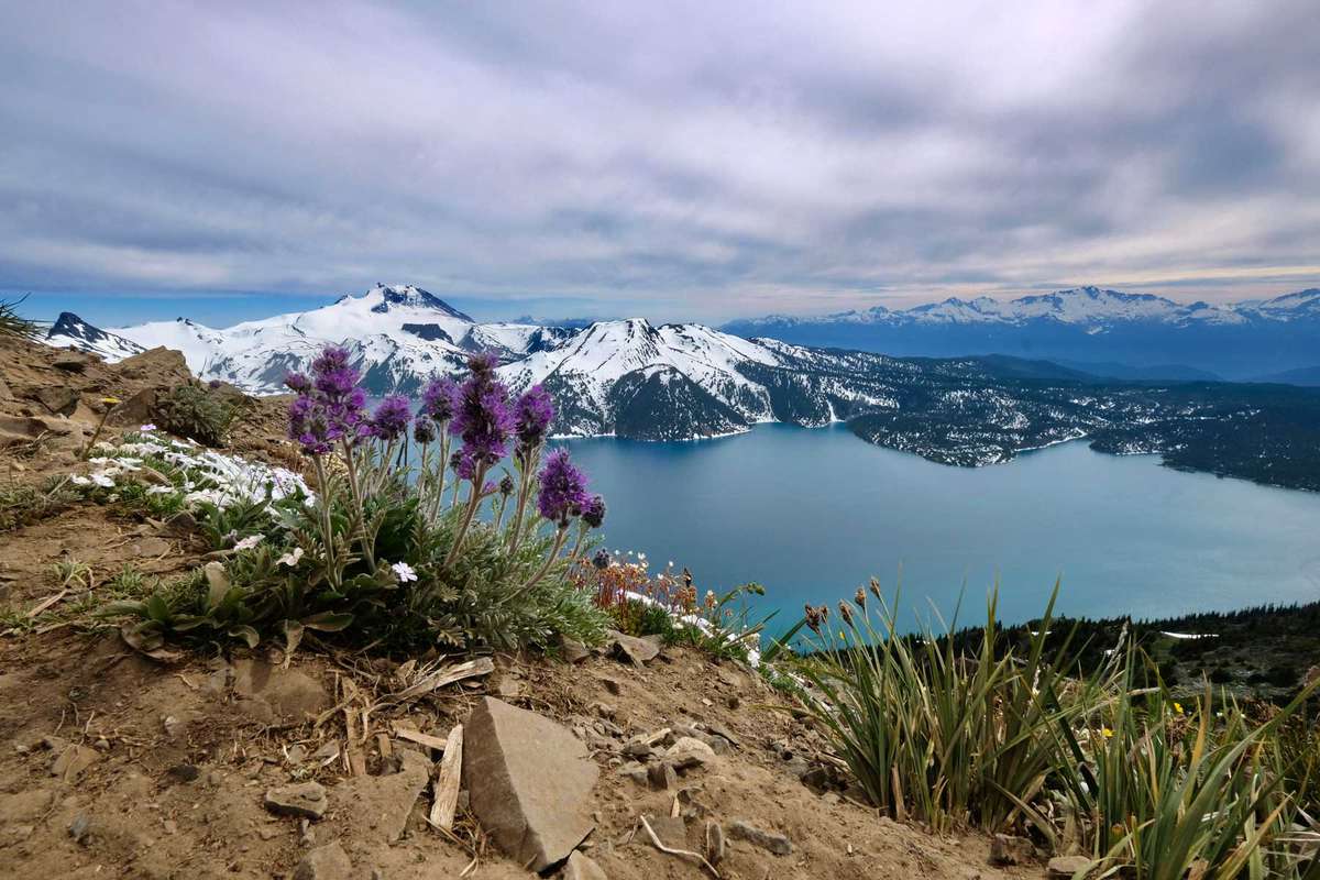 Kittentale flowers on Garibaldi lake from Panorama Ridge in Whistler, British Columbia, Canada