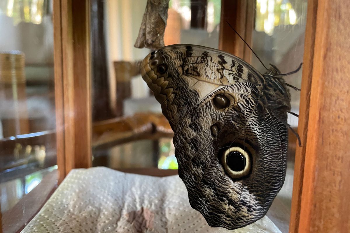 This Hotel Puts a Cocooning Butterfly in Every Room so Guests Can ...