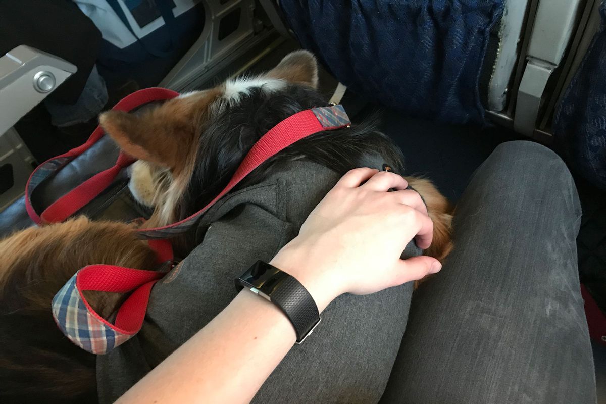 First person perspective of a woman flying with an emotional support dog.