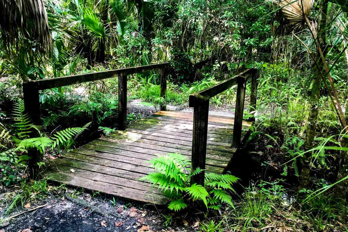Bridge over swamp at Highlands Hammock State Park in Sebring, Florida