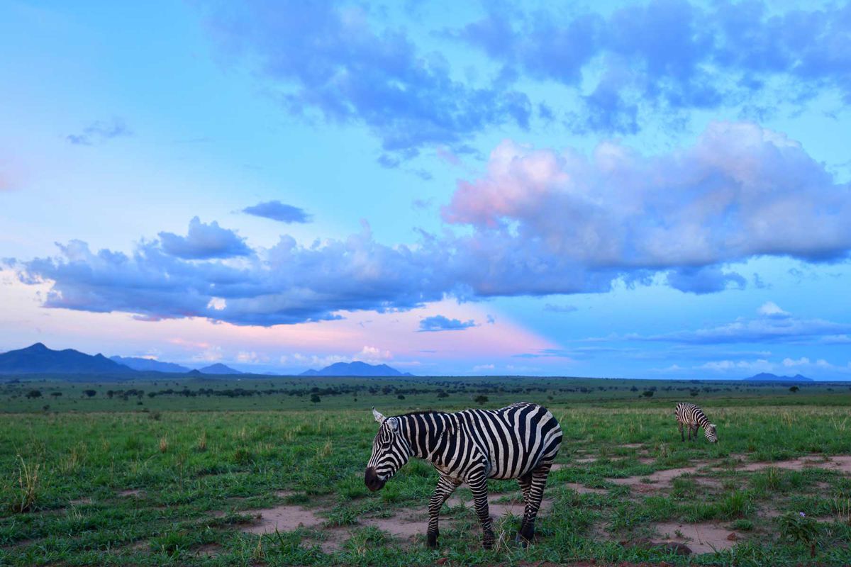 Sunset above the savannah with Burchell's zebra