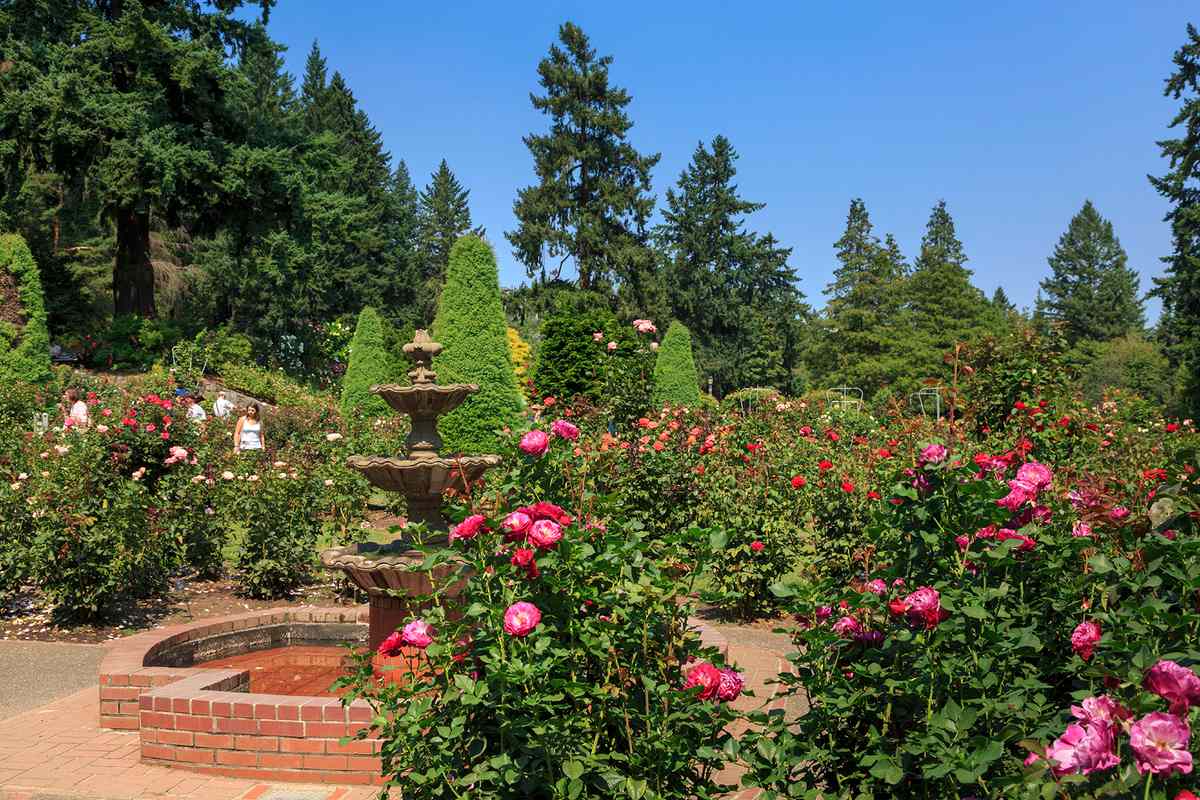 The International Rose Test Garden in Portland, Oregon