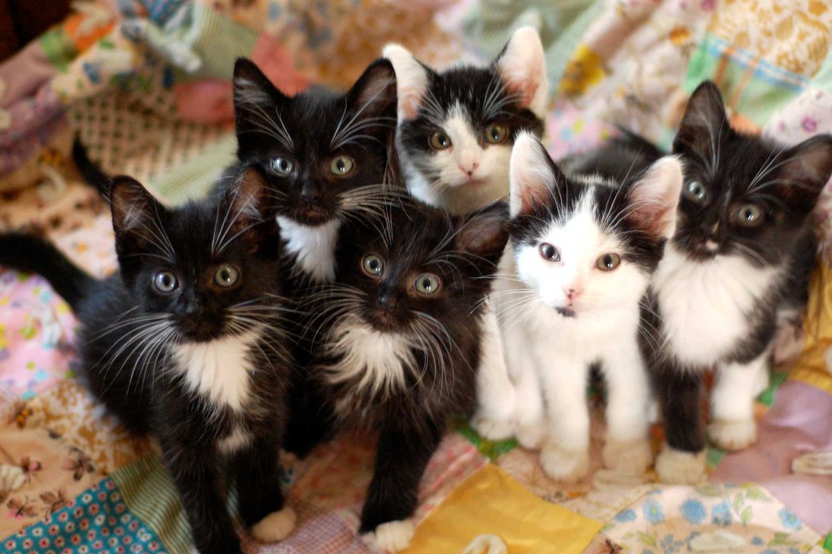 Tuxedo Kitten, black and white kittens on a quilt