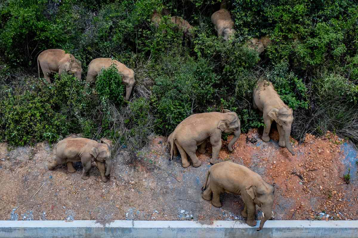 herd of wild Asian elephants