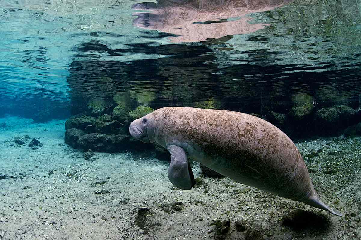 A manatee looks up the warm 3 sisters springs at Crystal River