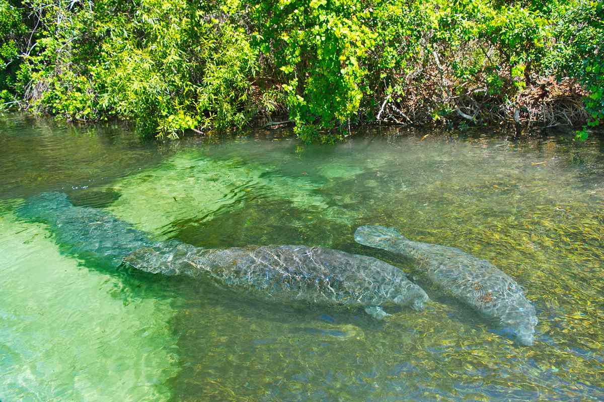 Pair of manatees swimming in the public springs in the natural park of WeekiWachee, Florida.