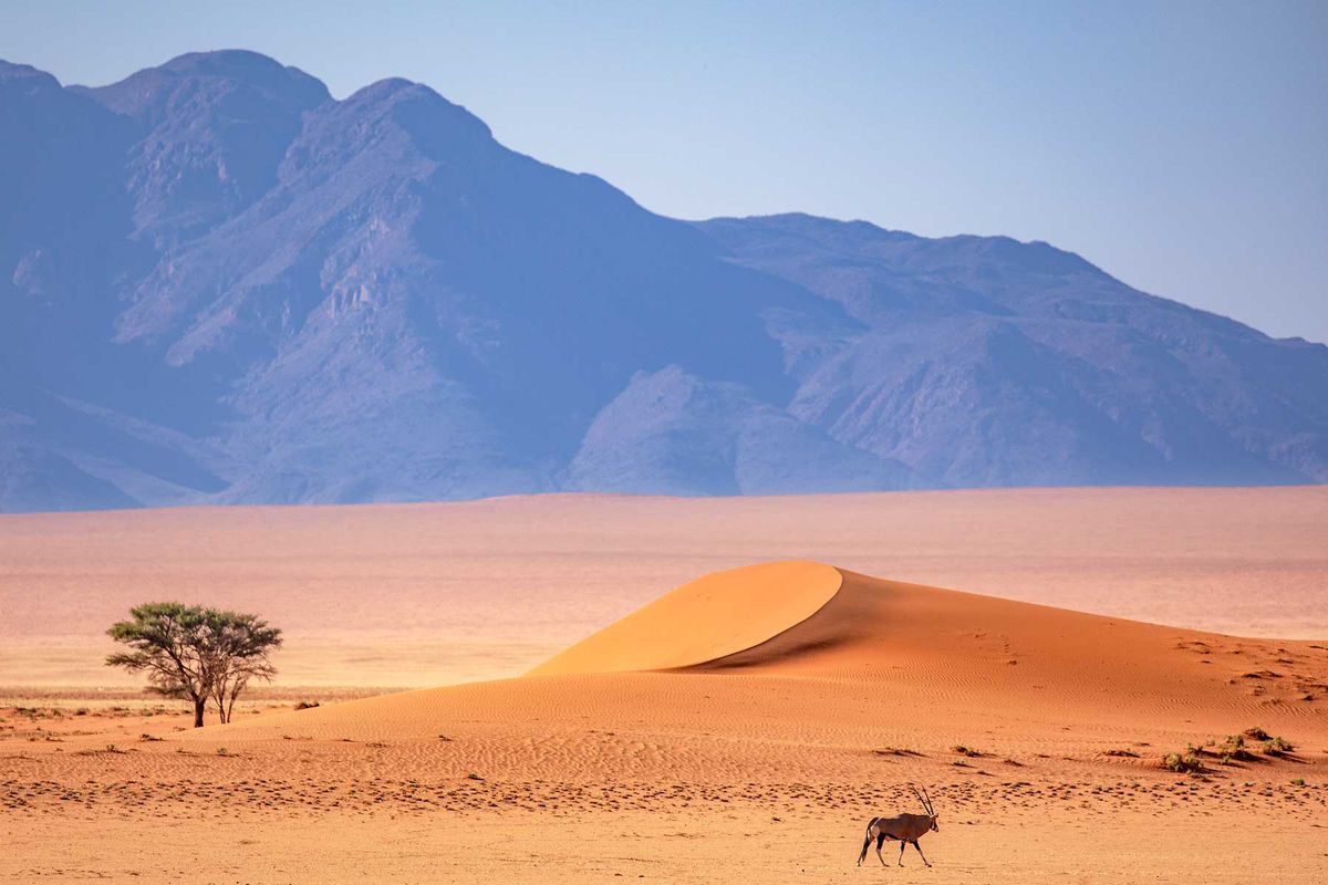 A gemsbok walking in front of red dunes in the NamibRand Nature Reserve, in Namibia