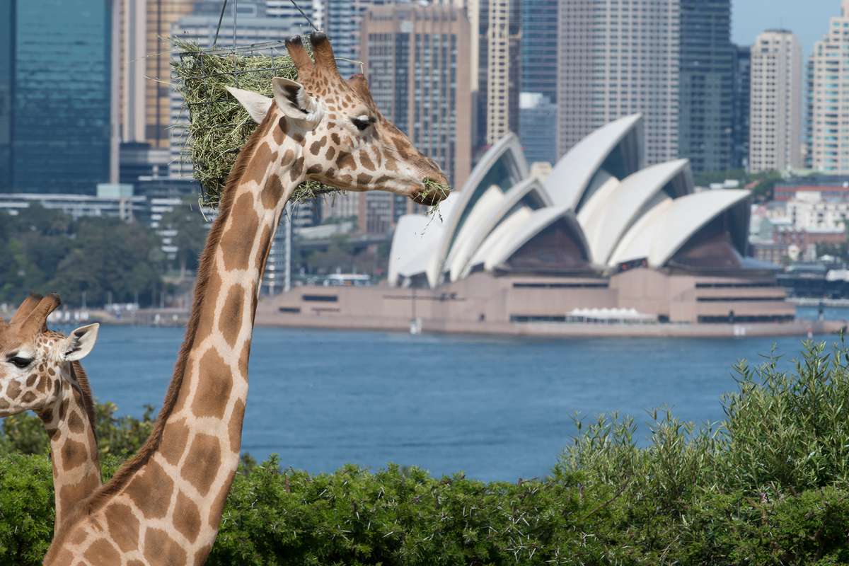 Giraffes in front of the Sydney Opera House at Taronga Zoo in Sydney, Australia.