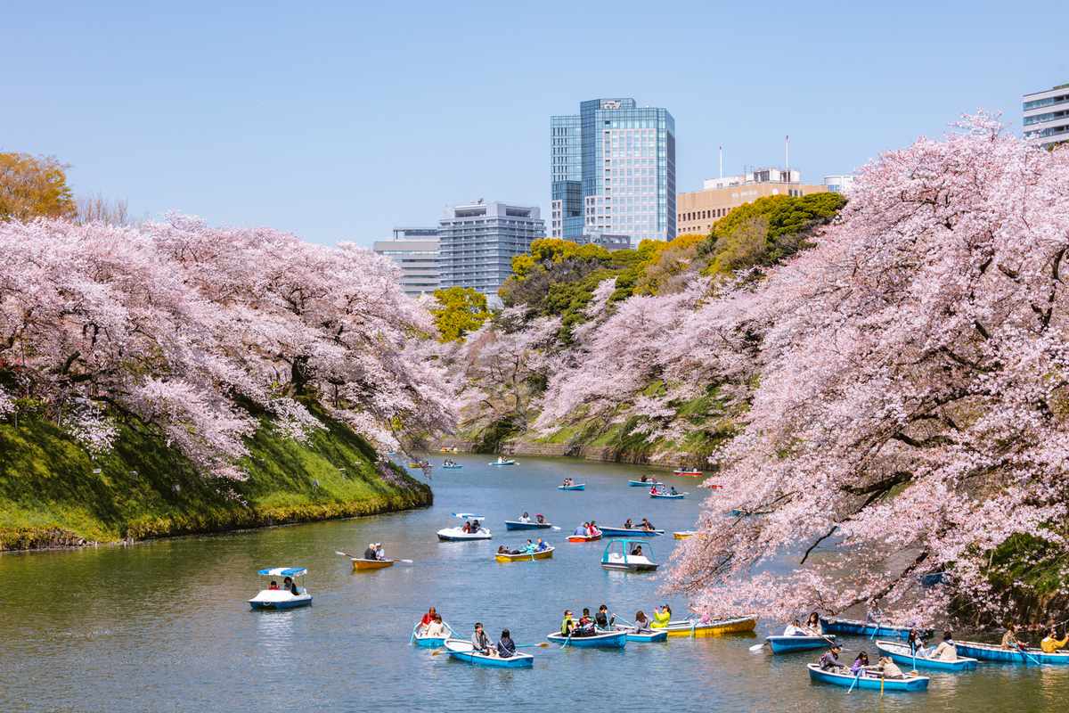 Springtime in Tokyo during cherry blossom season