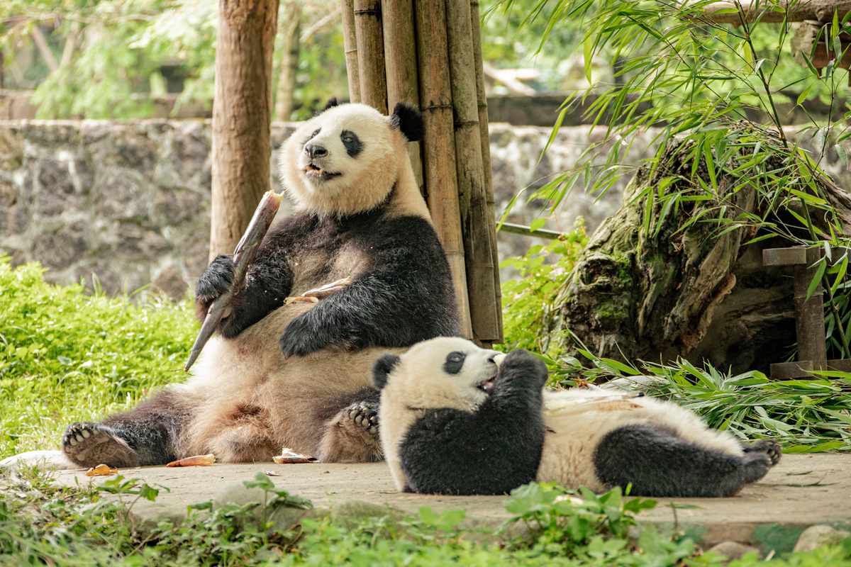 Giant panda: Facts, habitat, population & diet 