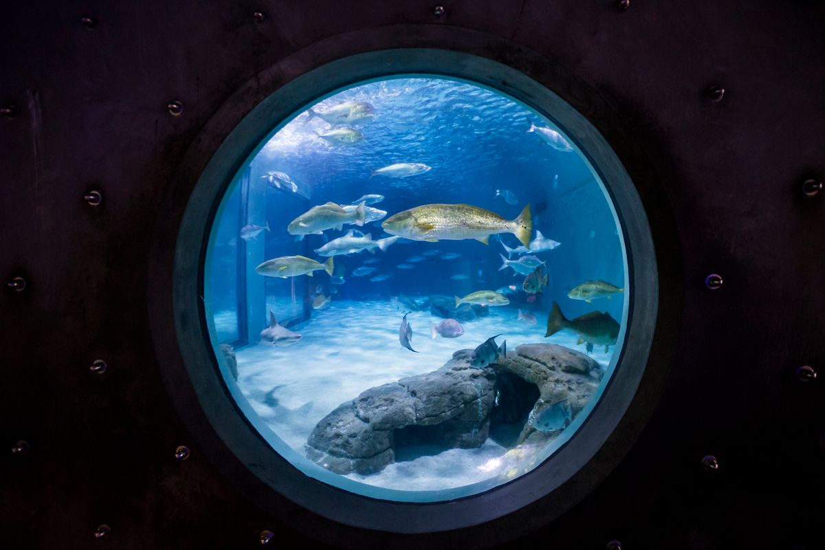 A round window view of the fish tank at Audubon Aquarium of the Americas