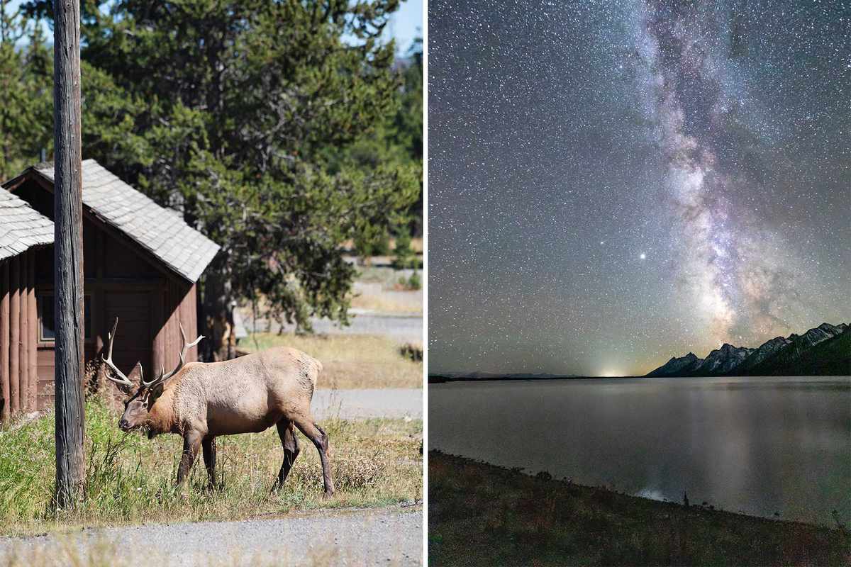 At left, an elk near the cabins at Lake Yellowstone, in Yellowstone National Park; at right, a starry nighttime scene at Jackson Lake