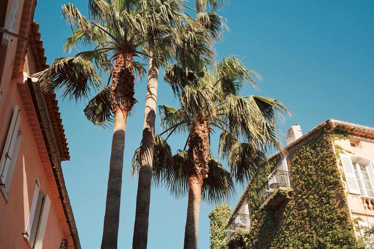 Palm trees and ivy covered pastel buildings in St Tropez, France