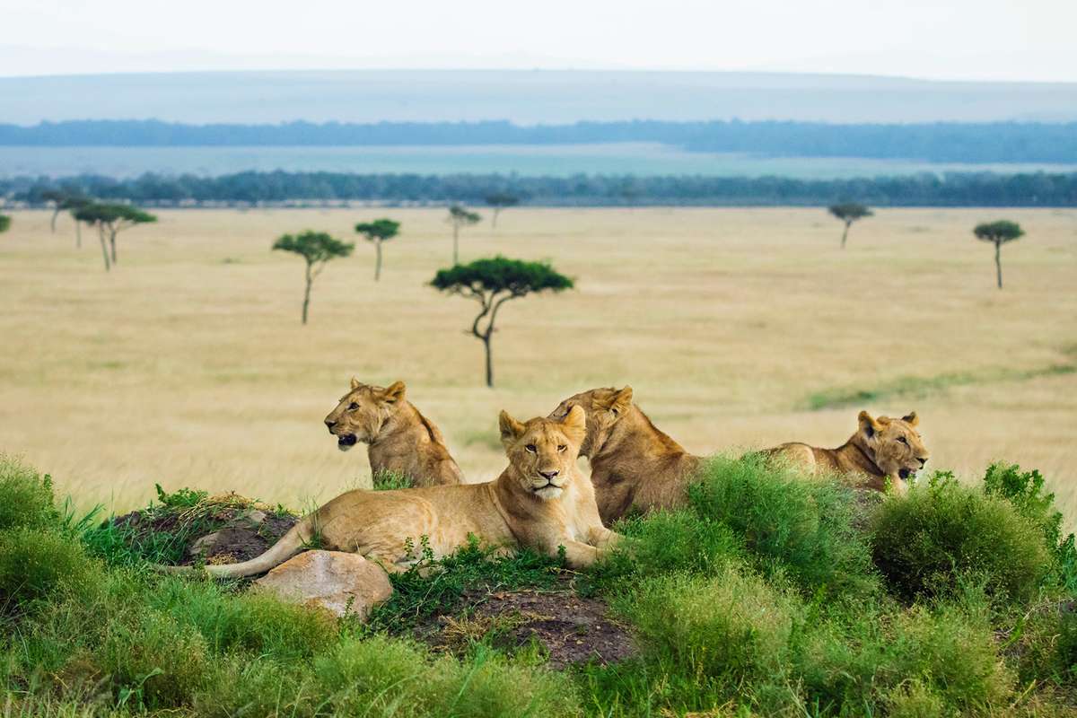 Lioness's seen on a Micato Safari