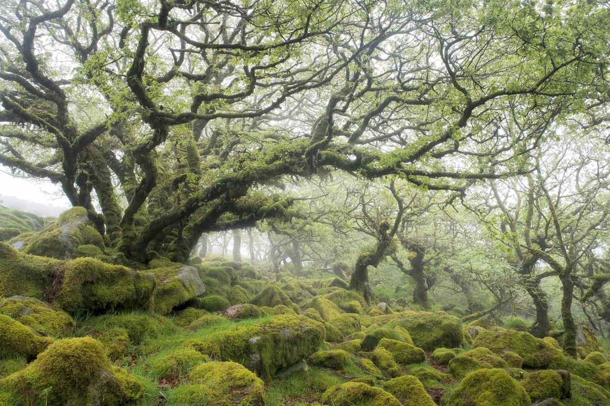 View of the mystical and eery looking Wistmans Wood, a prehistoric woodland full of minature oak trees on Dartmoor, Devon.