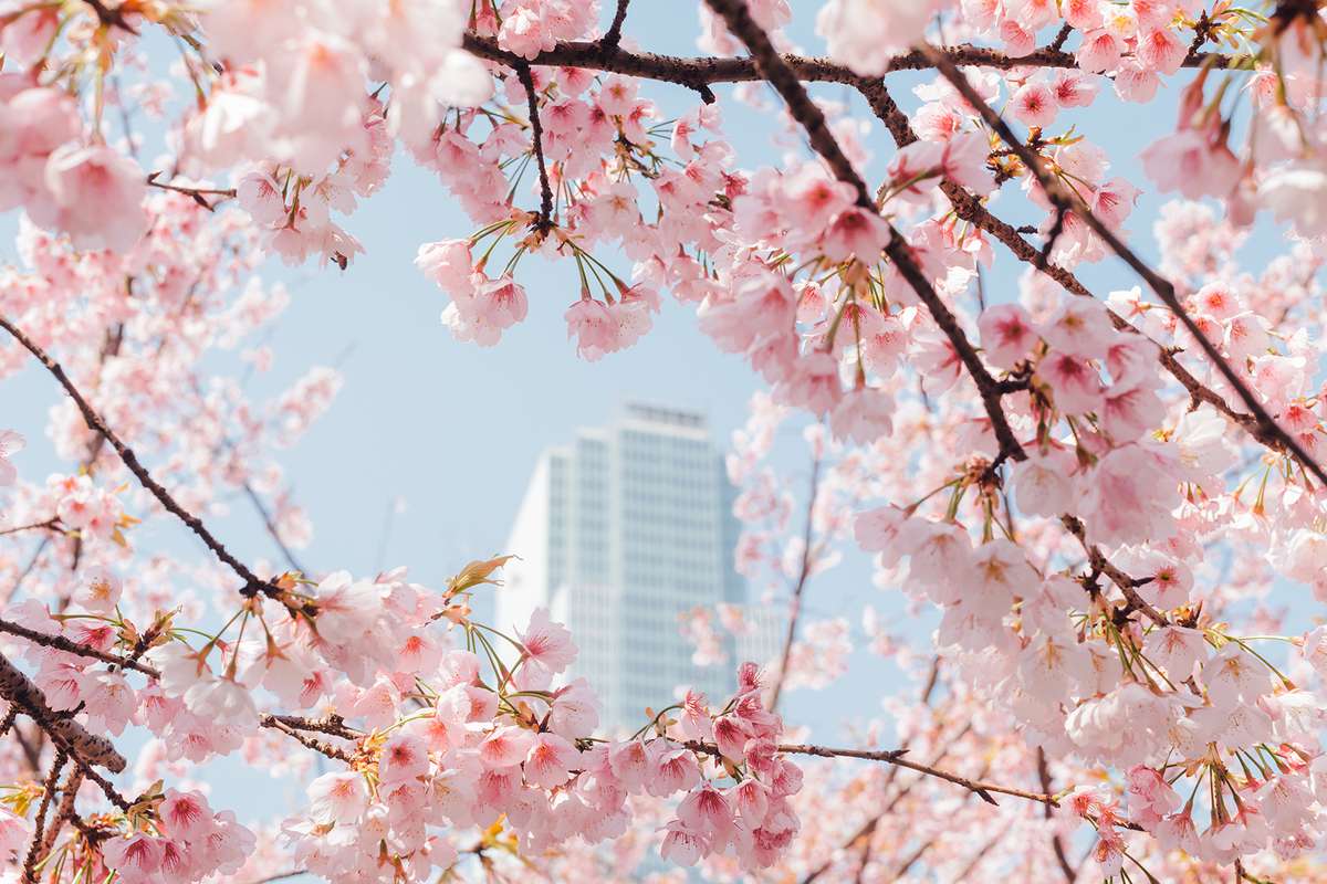 pink cherry blossom in Shanghai
