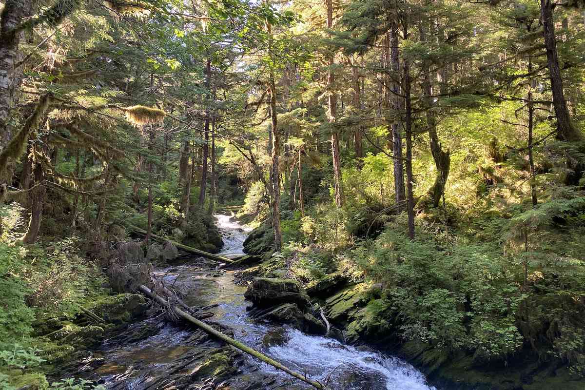 Woods and stream hiking in Ketchikan, Alaska