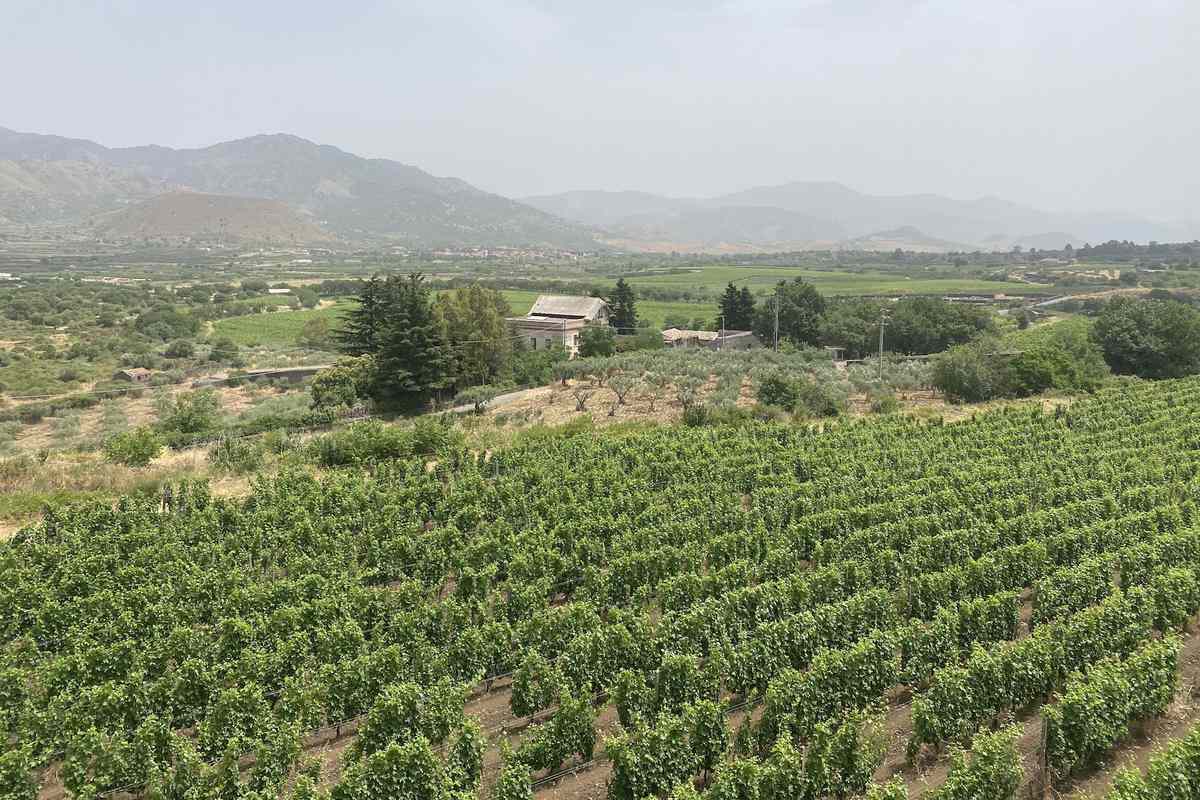 Cottanera vineyard Sicily vines