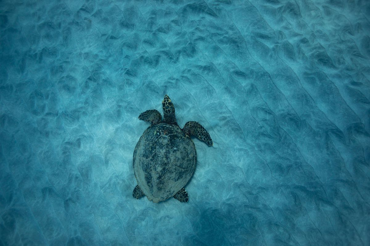 A green sea turtle, honu, resting at the surface in between breaths, in Oahu Hawaii.