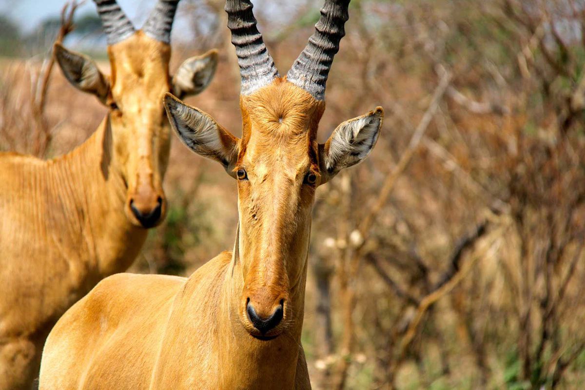 Up close view of a Hartebeest, seen on a trip with Rothschild Safaris, voted one of the best safari outfitters in the world